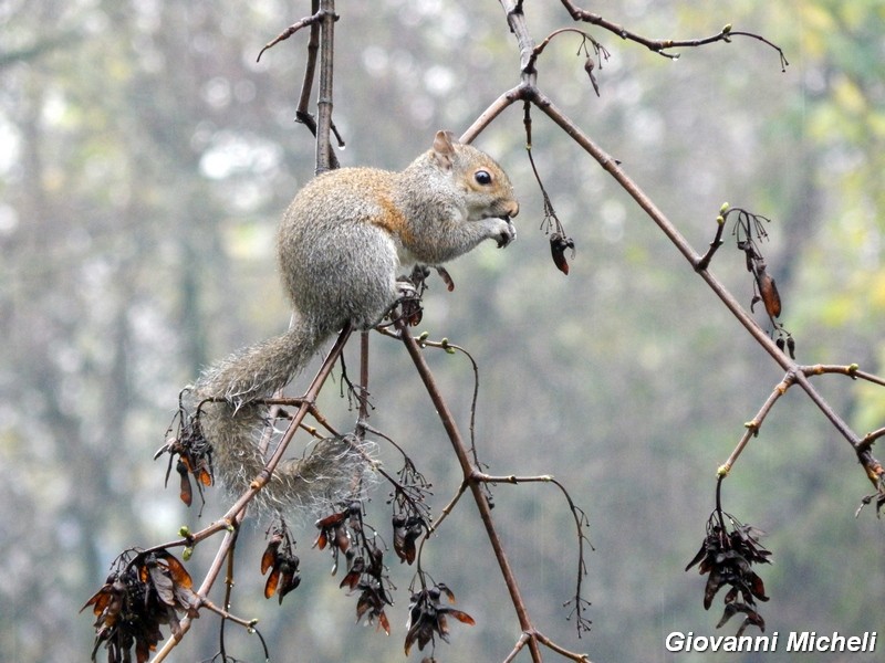 Sciurus carolinensis